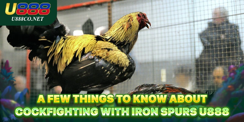 Cockfighting With Iron Spurs U888 - Unlock Winning Strategies A few things to know about Cockfighting with Iron Spurs U888