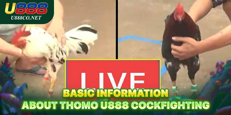 Thomo U888 Cockfighting - Master The Art Of Betting Basic information about Thomo U888 Cockfighting