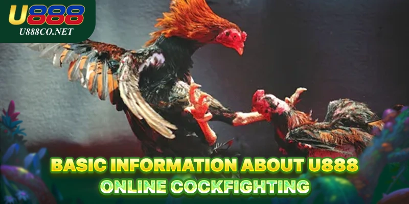 U888 Online Cockfighting - Win Smarter, Not Harder Basic information about U888 Online Cockfighting
