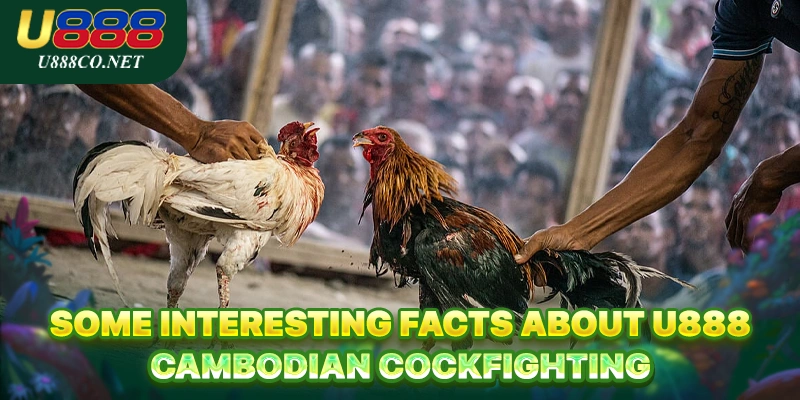 U888 Cambodian Cockfighting - Thrilling Global Fights Some interesting facts about U888 Cambodian Cockfighting