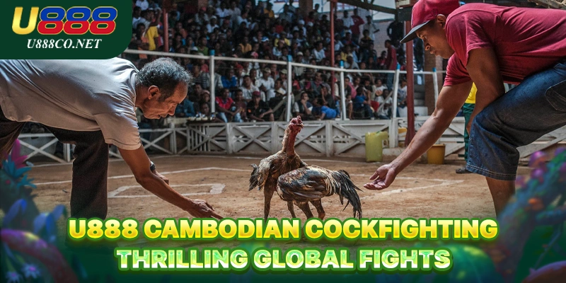 U888 Cambodian Cockfighting - Thrilling Global Fights U888 Cambodian Cockfighting - Thrilling Global Fights