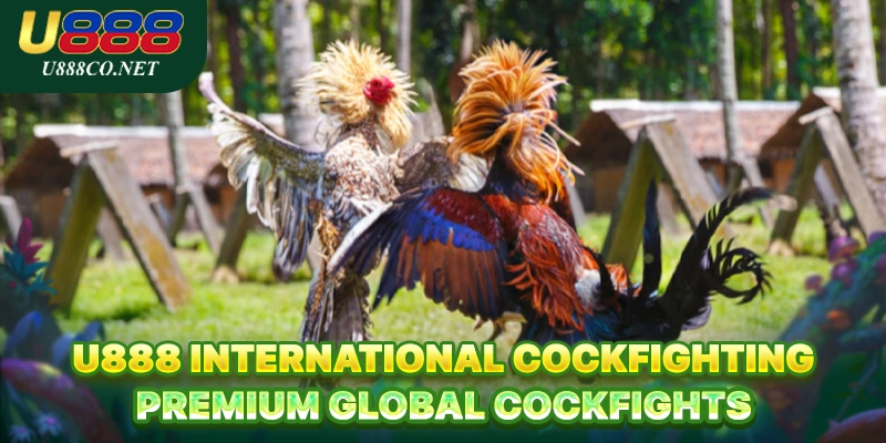 U888 International Cockfighting – Premium Global Cockfights U888 International Cockfighting – Premium Global Cockfights