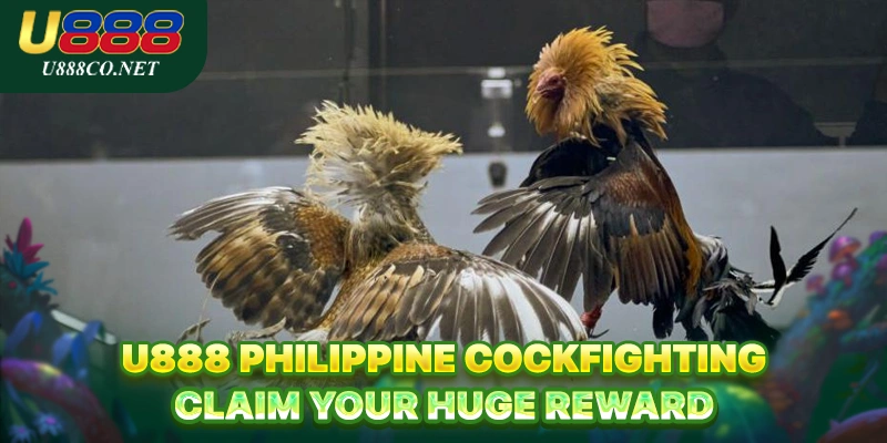 U888 Philippine Cockfighting - Claim Your Huge Reward U888 Philippine Cockfighting - Claim Your Huge Reward